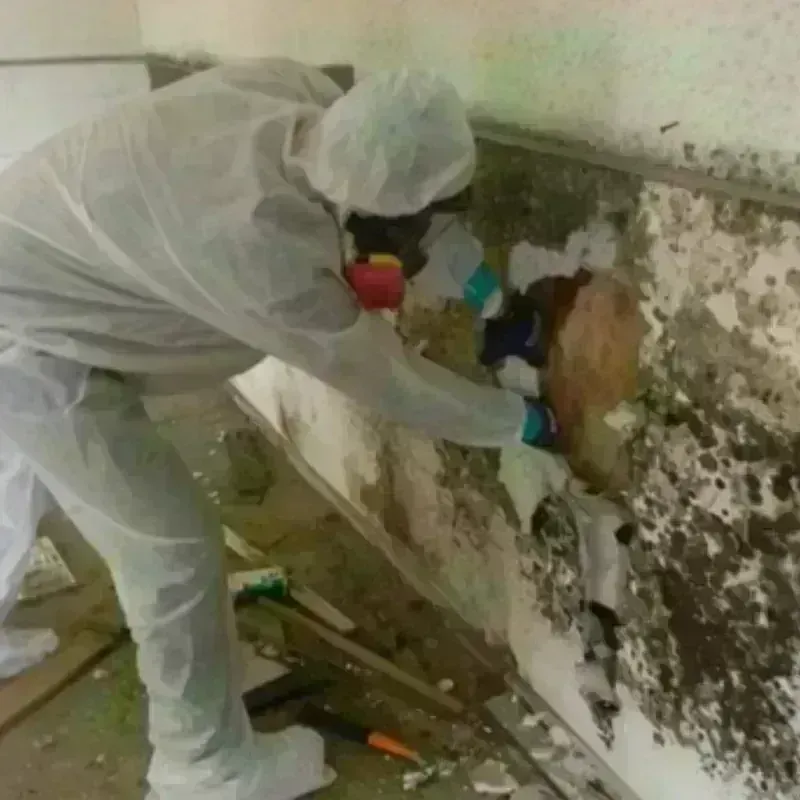 Mold Remediation and Removal in Maugansville, MD